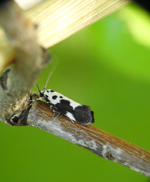 Ethmia quadrillella - gyászos feketemoly