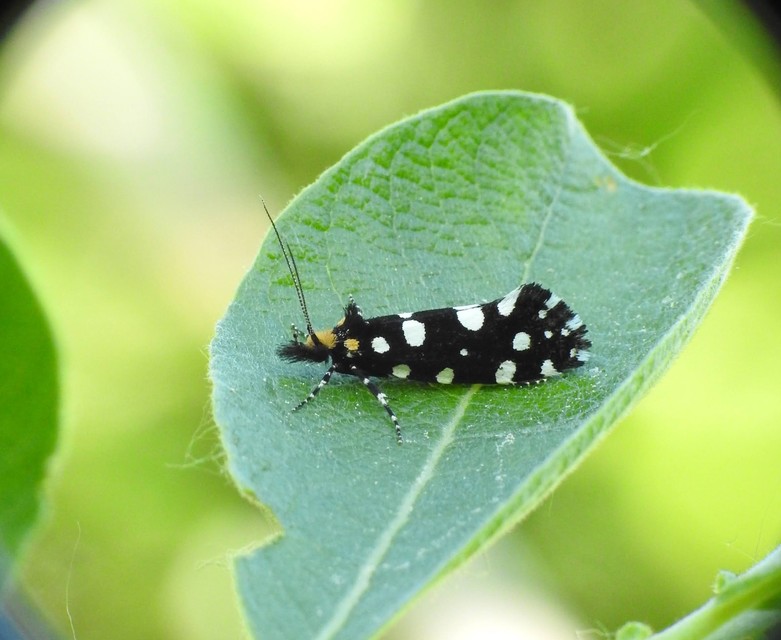 Euplocamus anthracinalis - fésűscsápú korhadékmoly