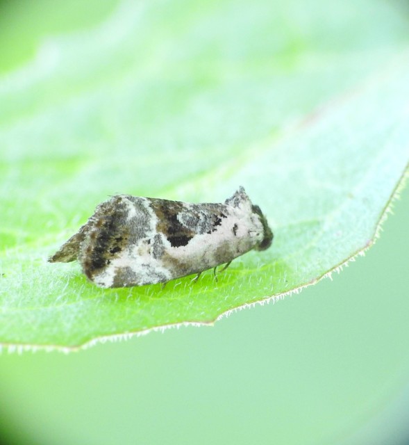 Hapalotis venustula - rózsaszínű mázasbagoly