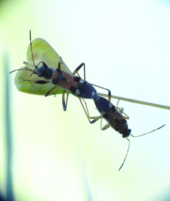 Beosus quadripunctatus - pettyes homokibodobács