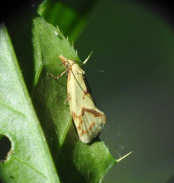 Agapeta hamana - közönséges sárgamoly