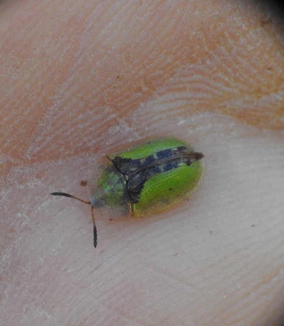 Cassida