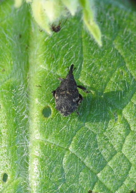 Mogulones abbreviatulus - nagy nadálytő-tarkaormányos