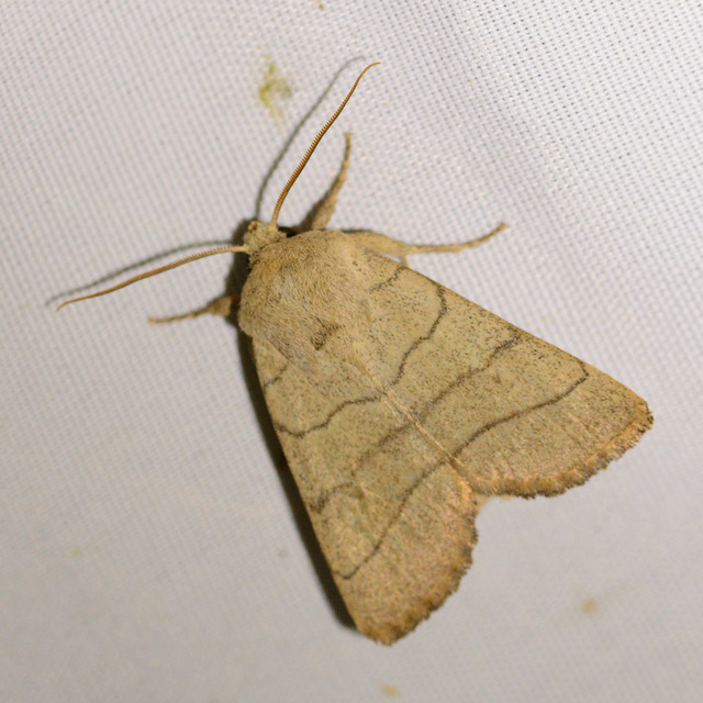 Charanyca trigrammica - háromsávos lombbagoly