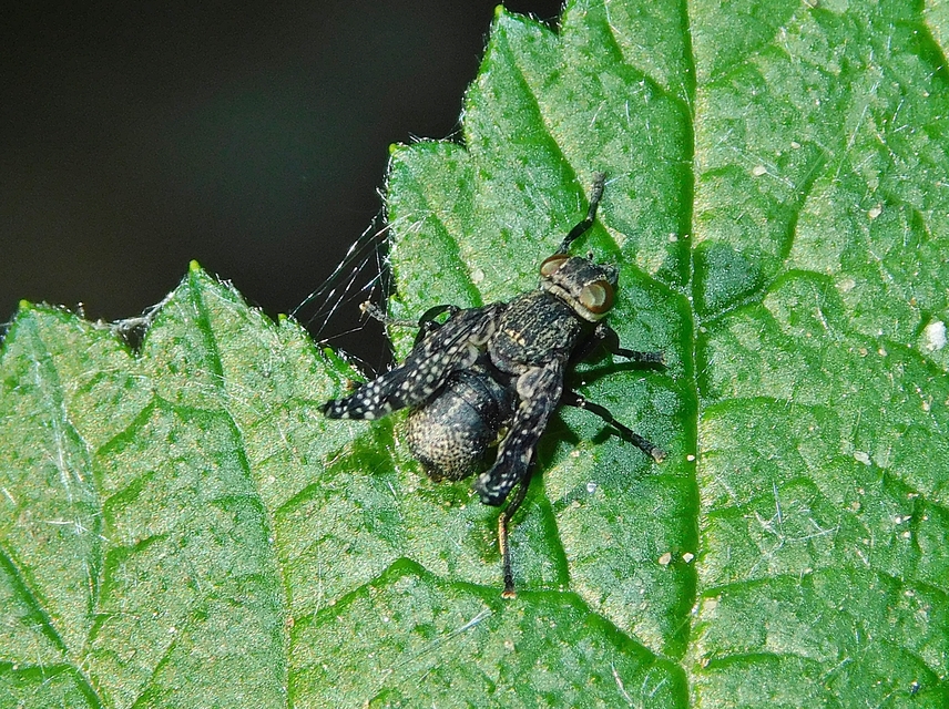 Platystoma seminationis