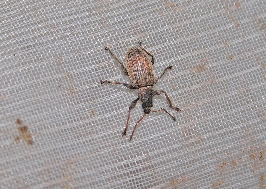 Phyllobius pallidus - tölgy-levélormányos