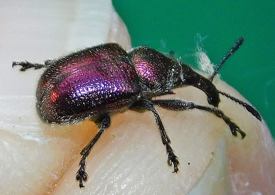 Rhynchites auratus - aranyos eszelény Rhynchites auratus - aranyos eszelény