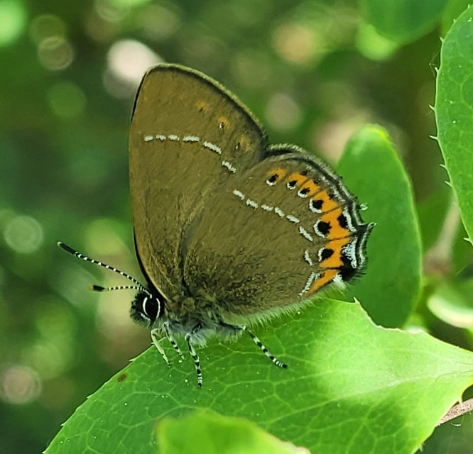 Satyrium pruni - szilvafa-csücsköslepke