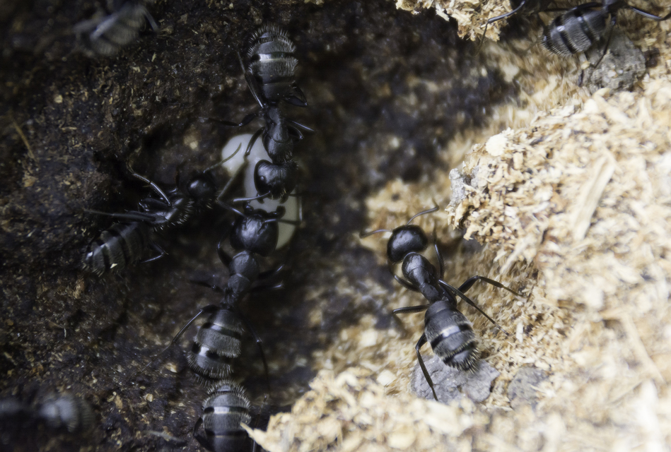 Camponotus vagus - fekete lóhangya