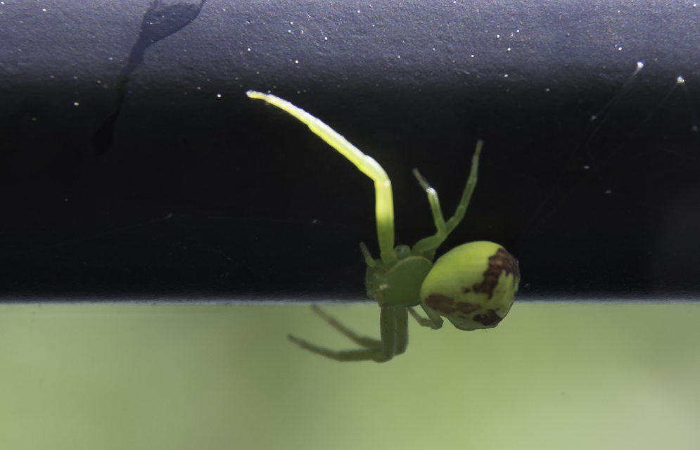 Ebrechtella tricuspidata - alakoskodó karolópók