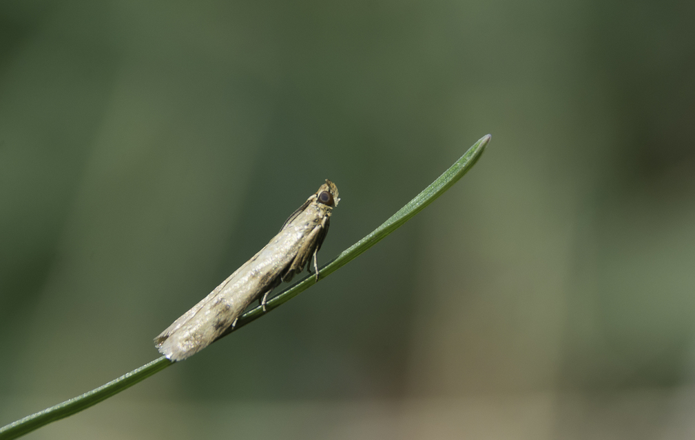 Homoeosoma sinuella - agyagsárga karcsúmoly