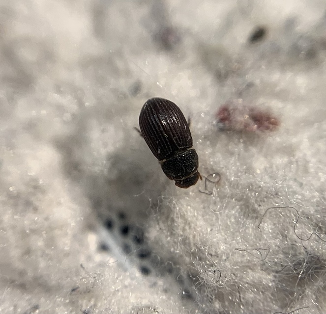 Diastictus vulneratus - kétgödrös trágyabogár