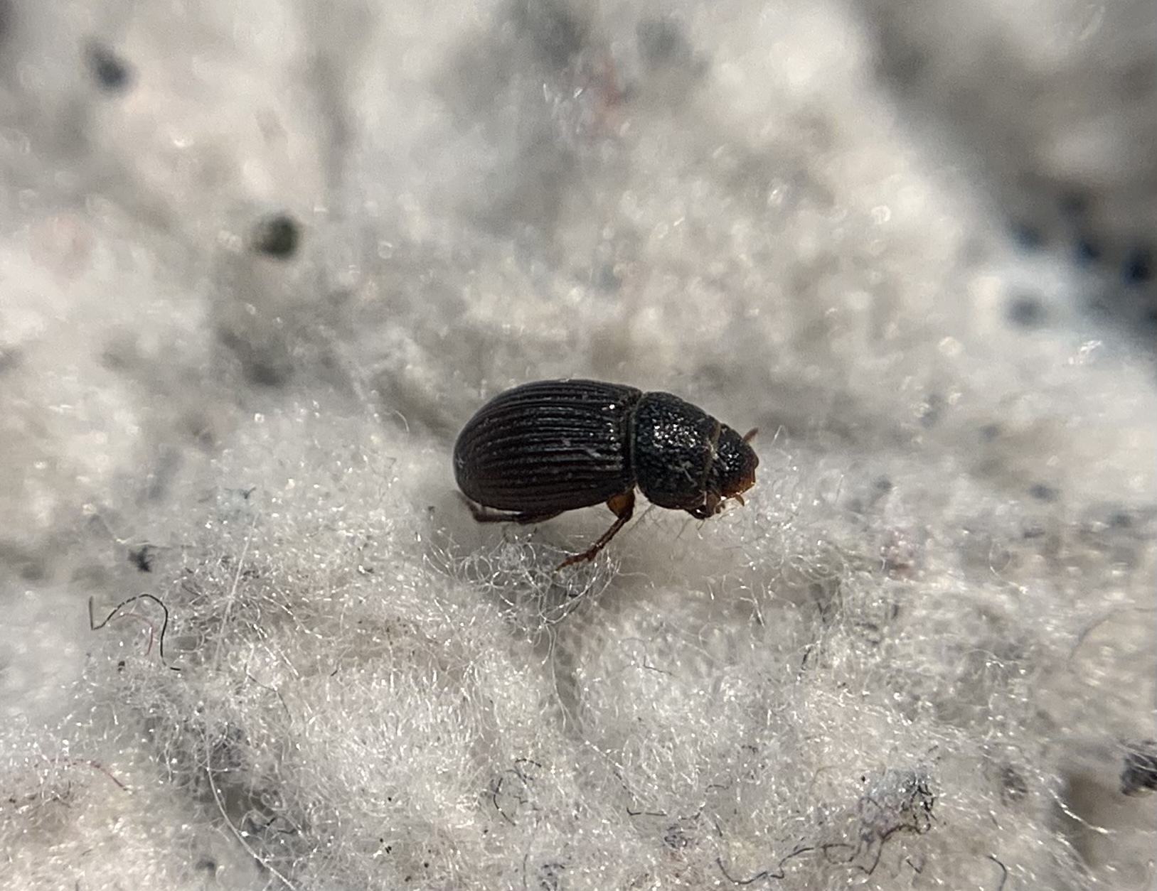 Diastictus vulneratus - kétgödrös trágyabogár