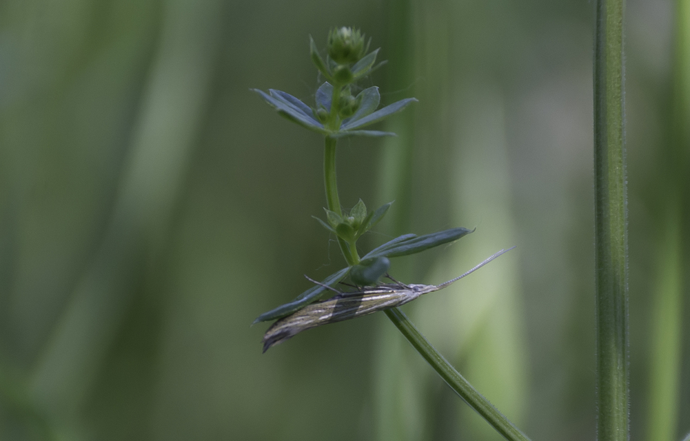 Coleophora