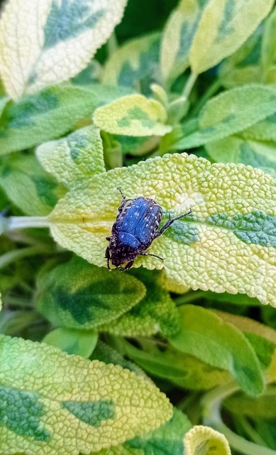 Oxythyrea funesta - sokpettyes virágbogár