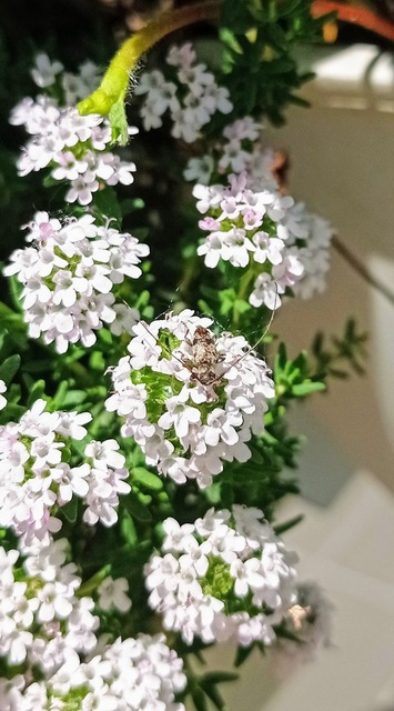 Leiopus nebulosus - öves gesztcincér