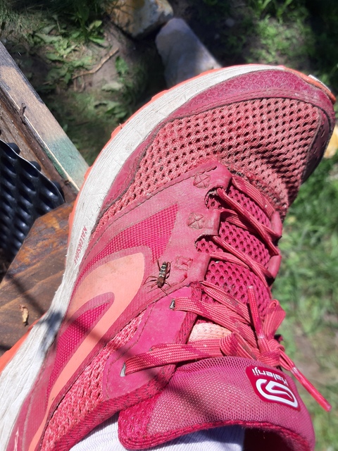 Neoclytus acuminatus - amerikai darázscincér