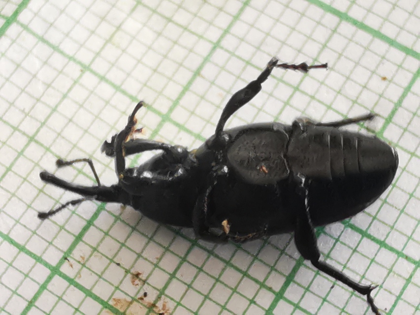 Sphenophorus piceus - sziki zsuzsok