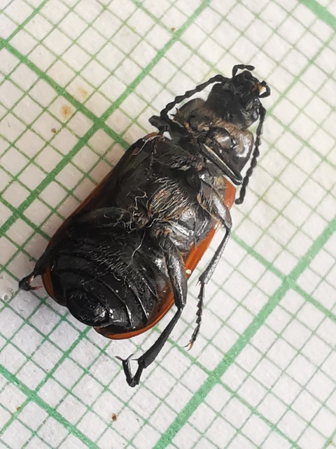 Omophlus proteus - közönséges pejbogár Omophlus proteus - közönséges pejbogár