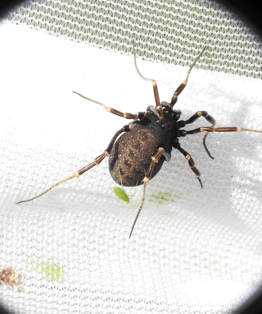 Egaenus convexus