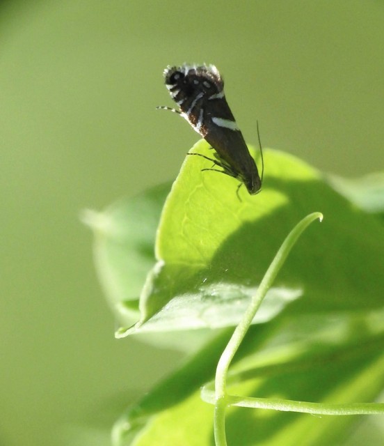 Glyphipterix forsterella - homoki szakállasmoly