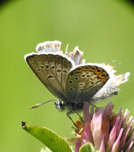 Plebejus argus - ezüstös boglárka