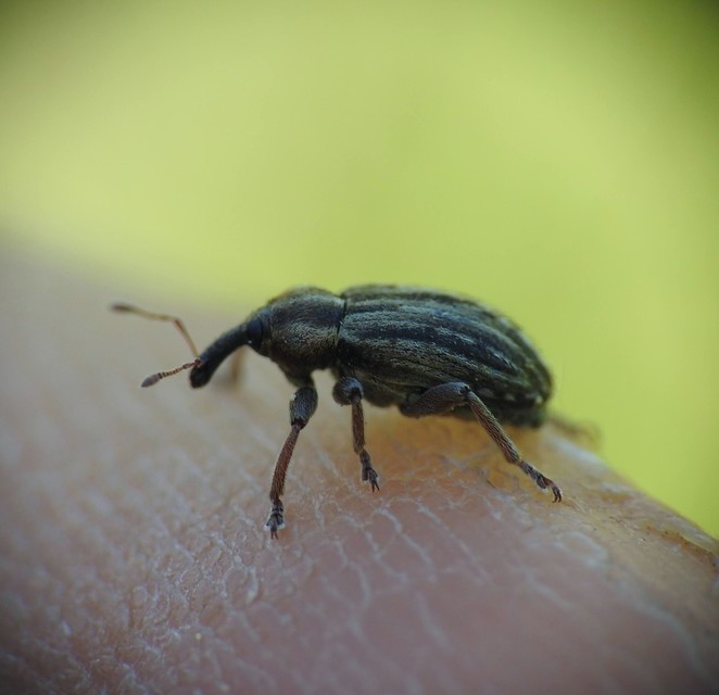 Hypera fornicata - domború pikkelyesormányos