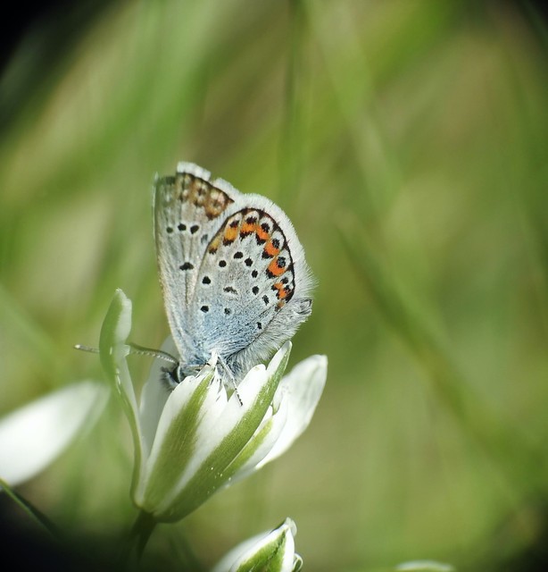 Plebejus argus - ezüstös boglárka