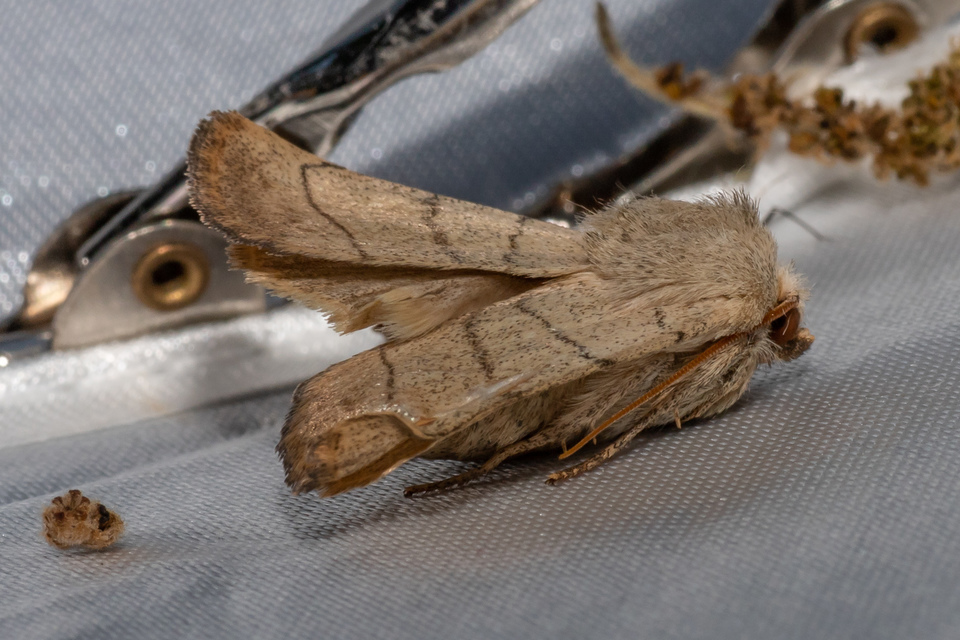 Charanyca trigrammica - háromsávos lombbagoly
