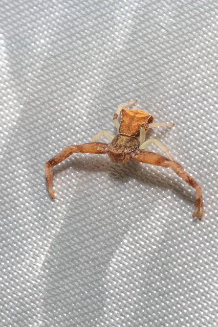 Pistius truncatus - csonka karolópók