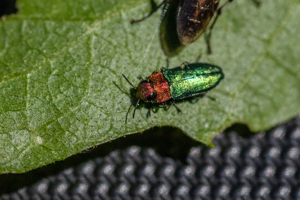 Anthaxia nitidula - ragyogó virágdíszbogár