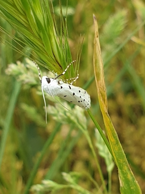 Myelois circumvoluta - pettyes karcsúmoly