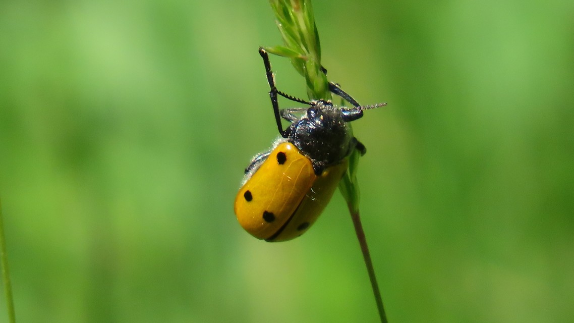 Lachnaia sexpunctata - szőrösnyakú zsákhordóbogár