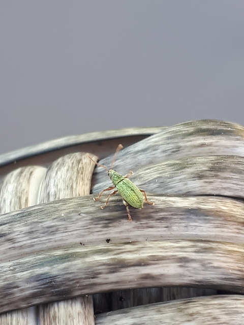 Phyllobius argentatus - ezüstös levélormányos