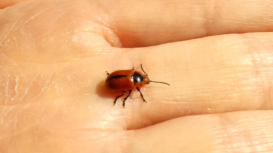 Entomoscelis dorsalis - hérics-honvédbogár
