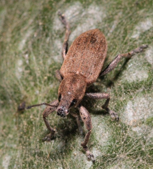 Tanymecus palliatus - közönséges hegyesfarúbarkó