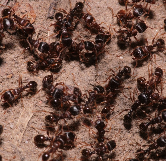 Tetramorium