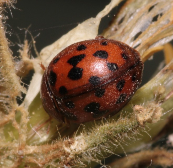 Subcoccinella vigintiquatuorpunctata - lucernaböde