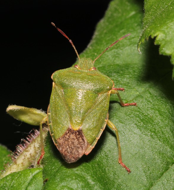 Palomena prasina - zöld bogyómászó-poloska Palomena prasina - zöld bogyómászó-poloska
