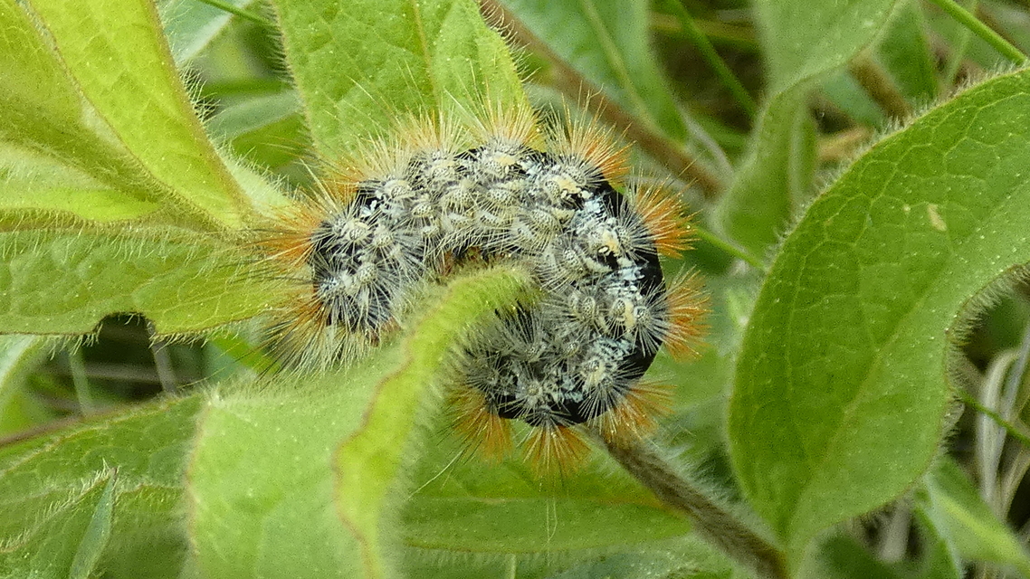 Rhyparia purpurata - bíborszínű medvelepke