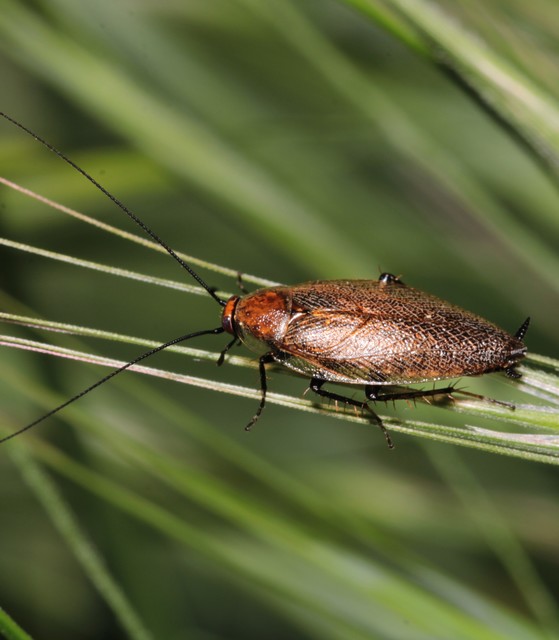 Ectobius erythronotus - sárgatorú erdeicsótány