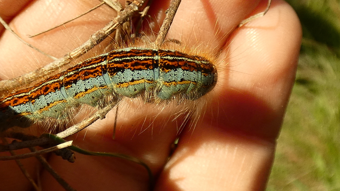 Malacosoma castrensis - kutyatejszövő
