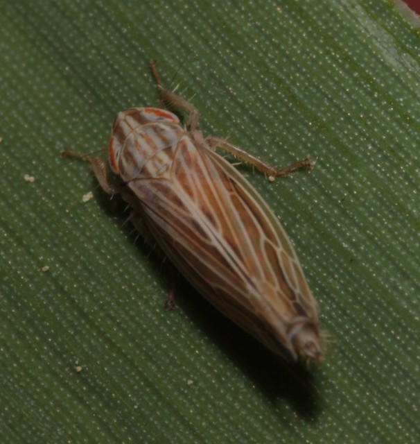Mocydia crocea