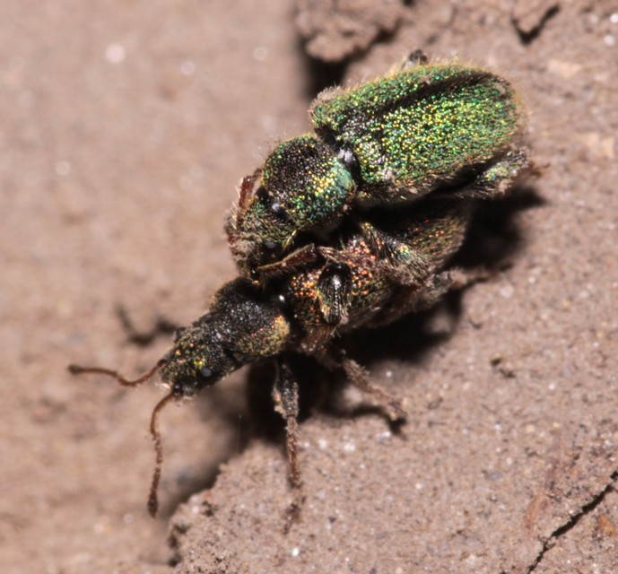 Phyllobius betulinus - változékony levélormányos
