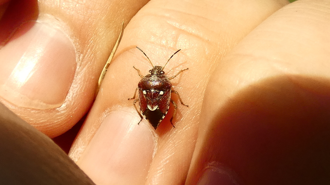 Stagonomus amoenus Stagonomus amoenus