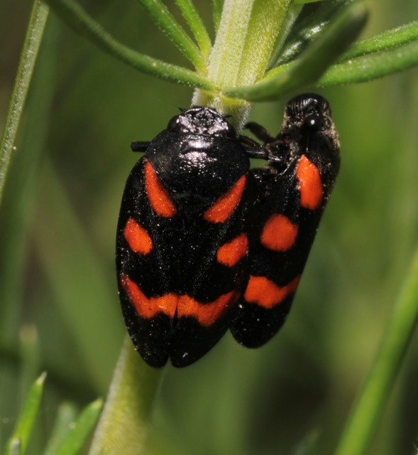 Cercopis arcuata/sanguinolenta
