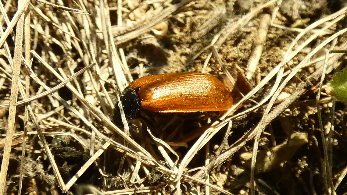 Omophlus proteus - közönséges pejbogár Omophlus proteus - közönséges pejbogár