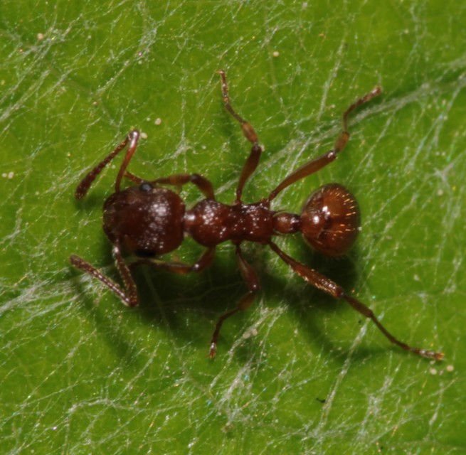 Myrmica rubra - közönséges bütyköshangya