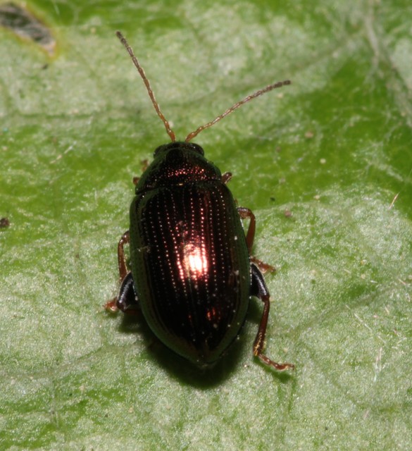 Crepidodera