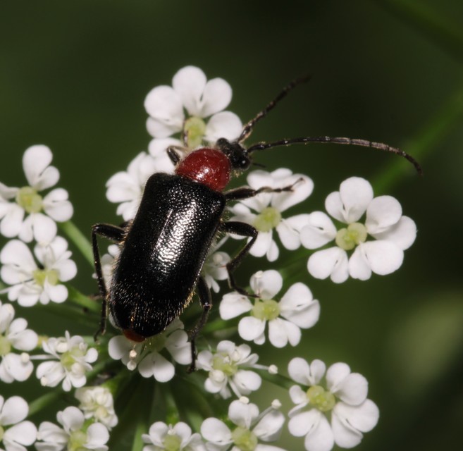 Dinoptera collaris - vörösnyakú virágcincér